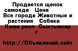 Продается щенок самоеда › Цена ­ 15 000 - Все города Животные и растения » Собаки   . Коми респ.,Сыктывкар г.